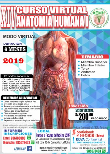 estrés sangre Papá Curso Virtual 2019>Anatomía Humana I – AEMH SMP